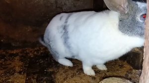 Плюсы и минусы в разведении кроликов 🐰