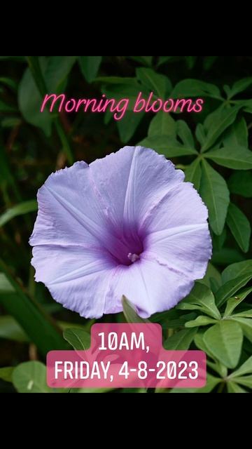 21 Coastal Morning Glory -five-fingered / ivy-leafed / mile-a-minute / Ipomoea cairica - wildflower