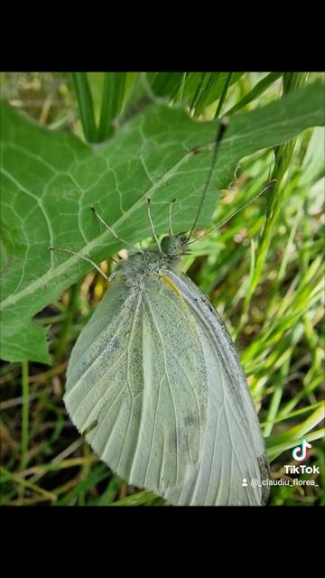 Beautiful 🦋🦋🦋#nature #bugs #butterfly #macro #macrophotography #claudiufloreaphoto смотреть онлайн