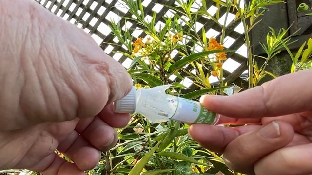 Biological control of aphids смотреть онлайн