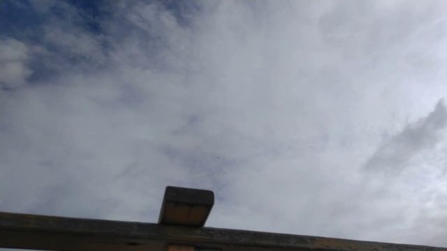 Самка тетеривятника 🦅 опять гоняет голубей 🤣 . 14 сентября 2020 . смотреть онлайн