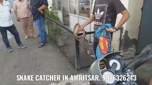 Royal Snake rescued at opposite alpha one, India battery godown Amritsar 9876326243