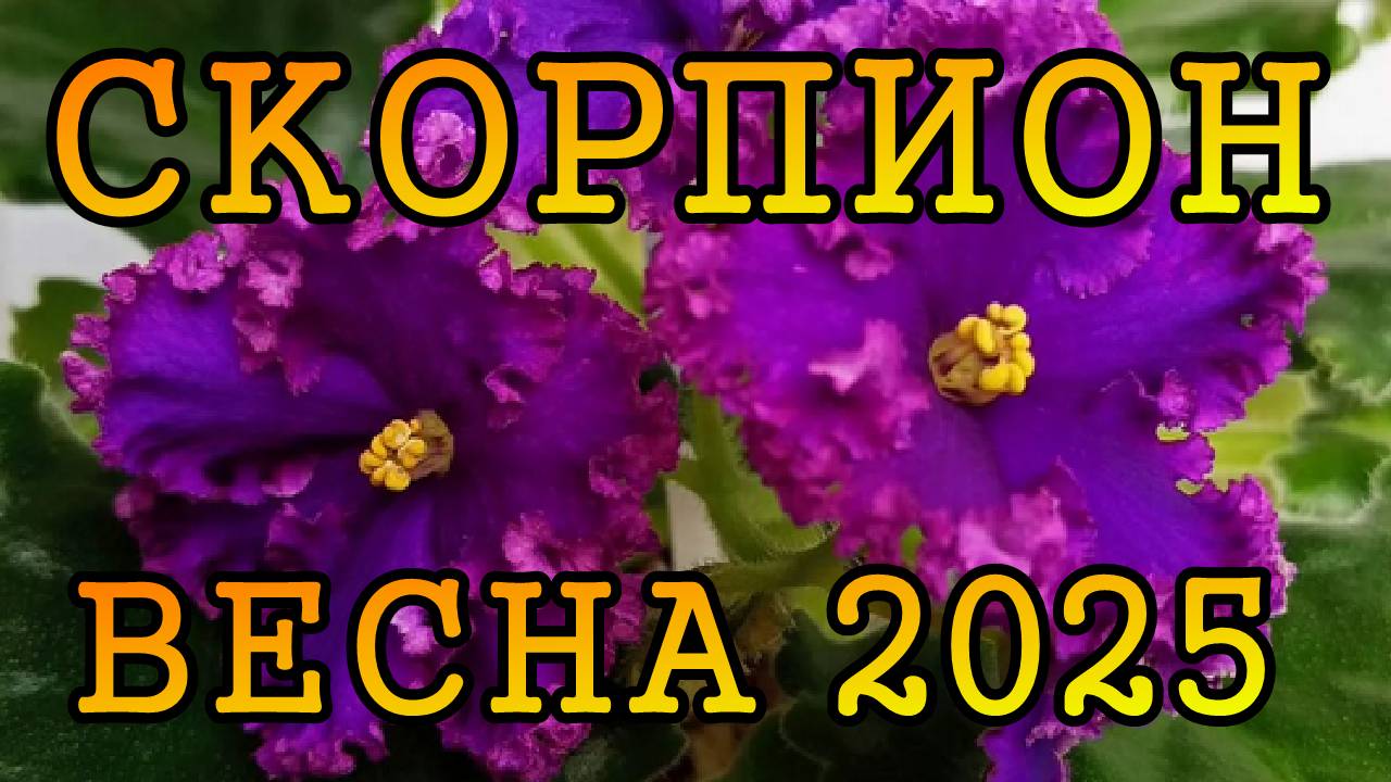 СКОРПИОН таро прогноз на ВЕСНУ 2025 года (март, апрель, май)