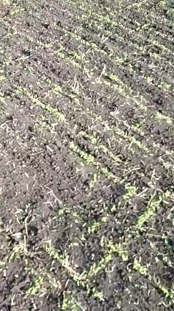 Всходы льна смотреть онлайн