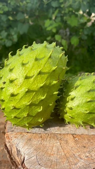 Soursop (Annona muricata L.)