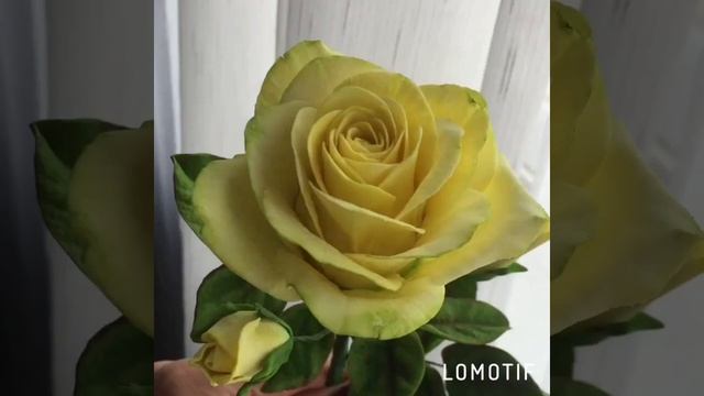 Ее шоколадное Величество Желтая роза. смотреть онлайн