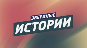 Звериные истории: выпуск 19.02.2025