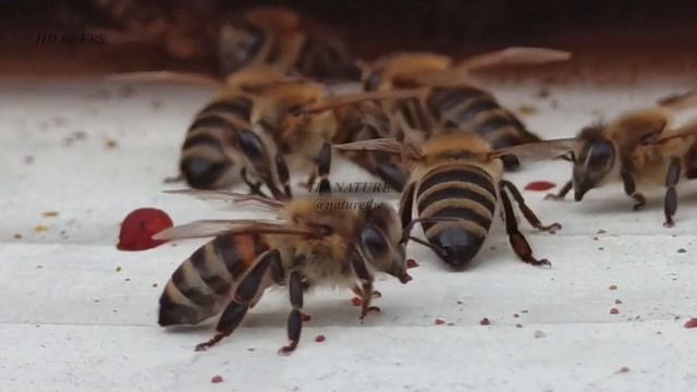 Piękne brzęczące pszczoły i relaksująca muzyka #pszczoły #pszczoła #smileslow #poland #polandlotto смотреть онлайн