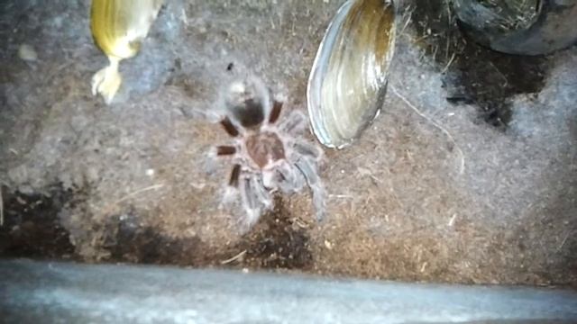 Grammostola rosea feeding 2 (HD) смотреть онлайн