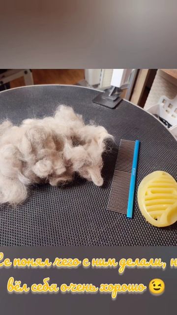 экспресс-линька для котенка Рэкдолл #грумингсобак #йоркимоялюбовь #зоосалон #собаки #стрижка смотреть онлайн