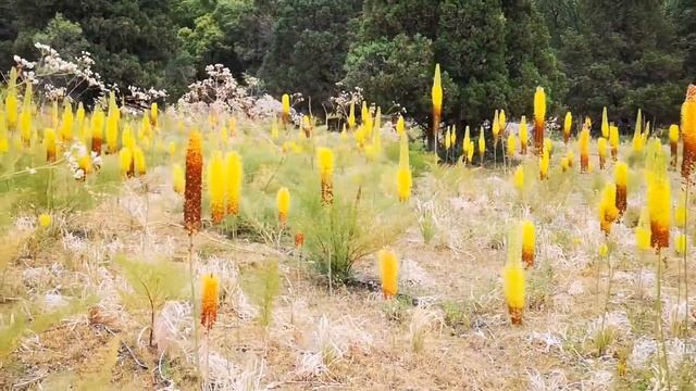 Shirkent - Eremurus~Tajikistan смотреть онлайн