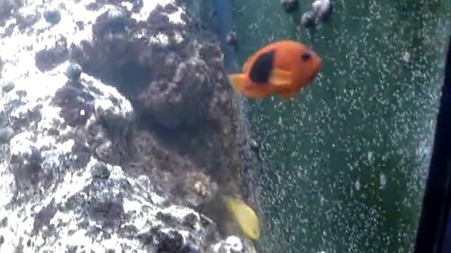 frenatus смотреть онлайн