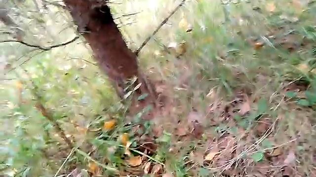 ежик в лесу смотреть онлайн