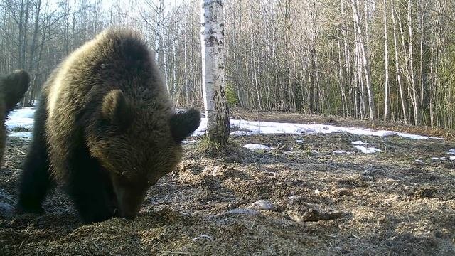 Медвежата разговаривают