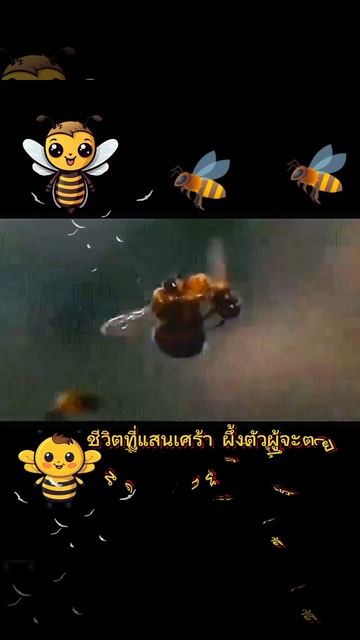 #ชีวิตที่แสนเศร้า ผึ้งตัวผู้จะตายหลังจากที่สืบพันธุ์ไปแล้ว #bee #ผึ้ง #shorts #viralvideo смотреть онлайн