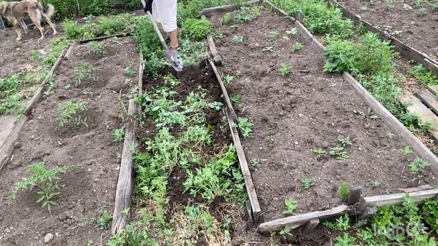 Труд в поте лица на огороде.#бабушкаблогер #огородкруглыйгод #огород #огородничество #огородник смотреть онлайн