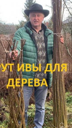 ПАВИВА Плетёное дерево из прута ивы