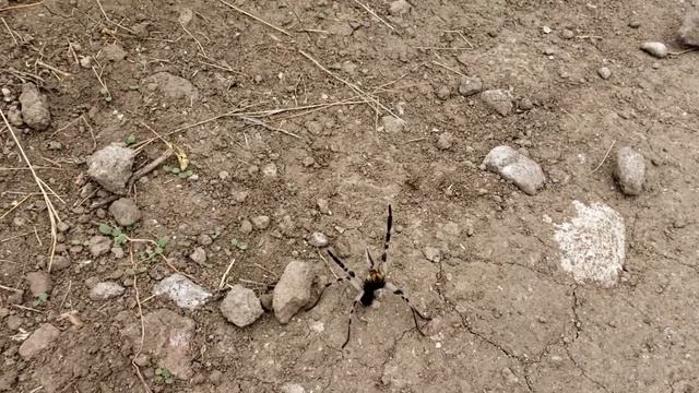 Wolf Spider Herriman, UT Oct. 25, 2018 смотреть онлайн