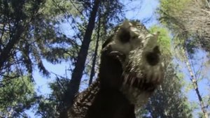 топ-5 самых опасных динозавров