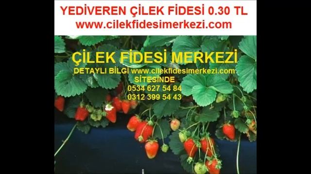 çilek fidesi fiyatı,çilek fidesi fiyatları,çilek fidesi fiyatları смотреть онлайн