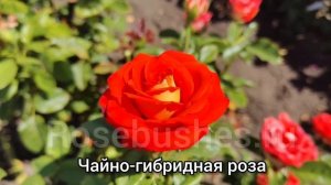 КСЮША - чайно-гибридная срезочная роза 🌹