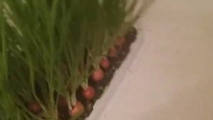 ЛУК НА ПОДОКОННИКЕ. ГОТОВИМ С ❤ !