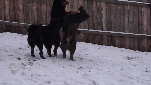 П-к "SW". Подрощенные щенки из Красноярска. смотреть онлайн