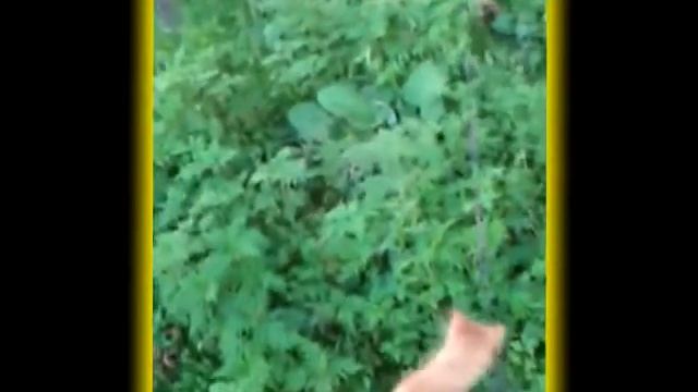 Венька и рыжий кот смотреть онлайн