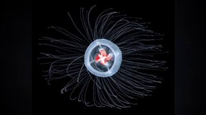 About Immortal Jellyfish (Turritopsis Dohrnii)