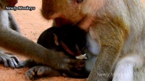 Big monkey drags baby monkey seriously cross street in long distance