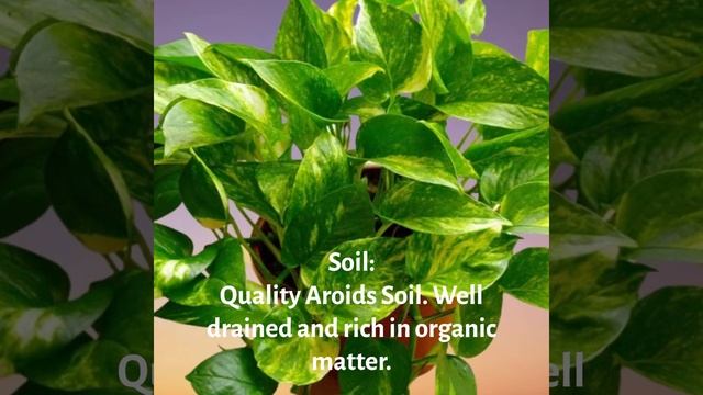 How to Grow and Care for Pothos (Scindapsus aureus) Indoors |  Epipremnum aureum Indoor Care