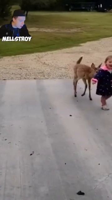 Женщина спасла маленького олененка прямо с трассы #животные #факты #shorts смотреть онлайн