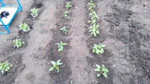 Посадка перца в открытый грунт.