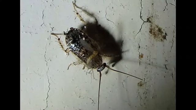 Ectobius pallidus nymph Greece смотреть онлайн