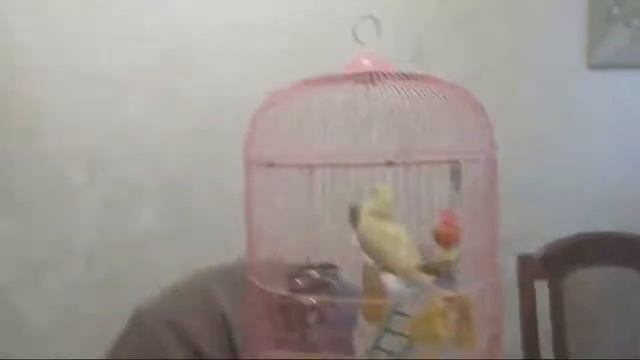 Лимоша-эскимоша ТВ смотреть онлайн