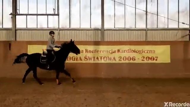 Мерин 2013, KWPN смотреть онлайн