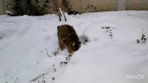 Kurilian Bobtail Winter / Курбоб зимняя миниатюра