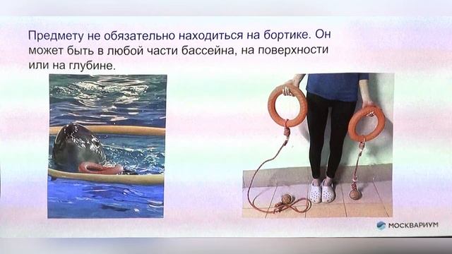 Демонстрация тренинга афалины
Орлова Елена Алексеевна
Центр океанографии и морской биологии