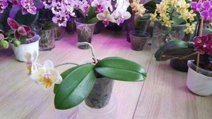 Орхидея Phalаenopsis (Miki-Orchid) Good Idea бабочка. #Цветение 2024