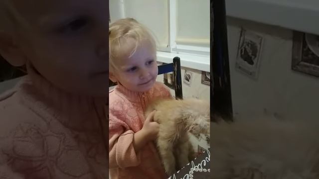 Домашний питомец. Любимец семьи.Котик солнышко.