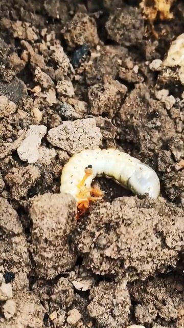 #shorts#страх#2024#live#cool#new#личинка#жук#муравьи#конец#выживание#круто#рязань#лайк#ютуб#youtube смотреть онлайн