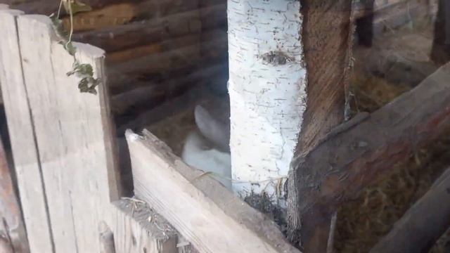 Получили подарок - НОВОЕ ЖИВОТНОЕ для нашей фермы! Угадайте, кто же это? смотреть онлайн