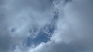 Николаевские голуби.