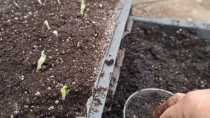 Скоро весна , пора высаживать малину крапивкой из корня на укоренение.