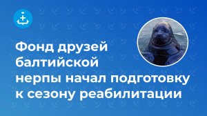 Фонд друзей балтийской нерпы начал подготовку к сезону реабилитации