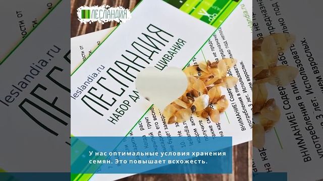 Ель голубая #yf_kak_interesno #райское_место #саддачаогород
