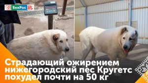 В Нижнем Новгороде страдающий ожирением пёс Кругетс похудел на 50 килограммов