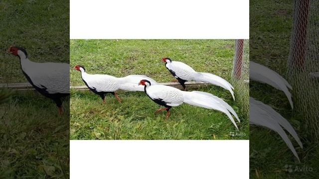 серибристый фазан смотреть онлайн