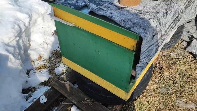 20 03 23г ,Сибирь, пчелки сидят , ветренно, на улице хорошо, весна смотреть онлайн