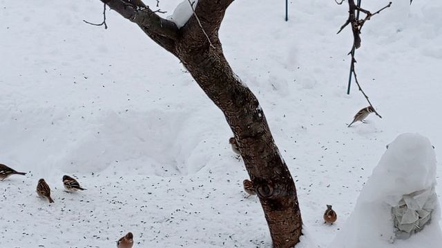 Маленькие птицы зимой.